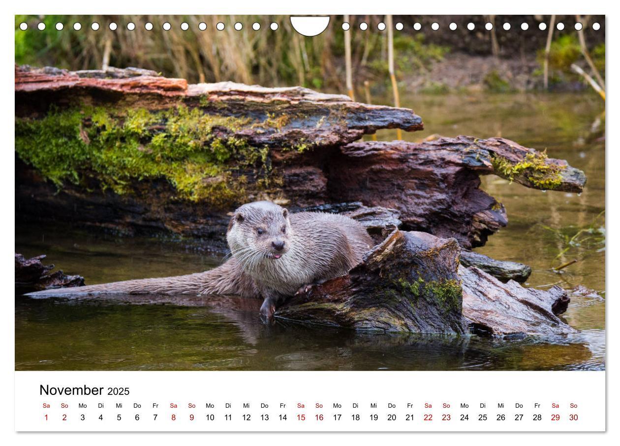 Bild: 9783435380053 | Otter - Jäger an Flüssen und Seen (Wandkalender 2025 DIN A4 quer),...