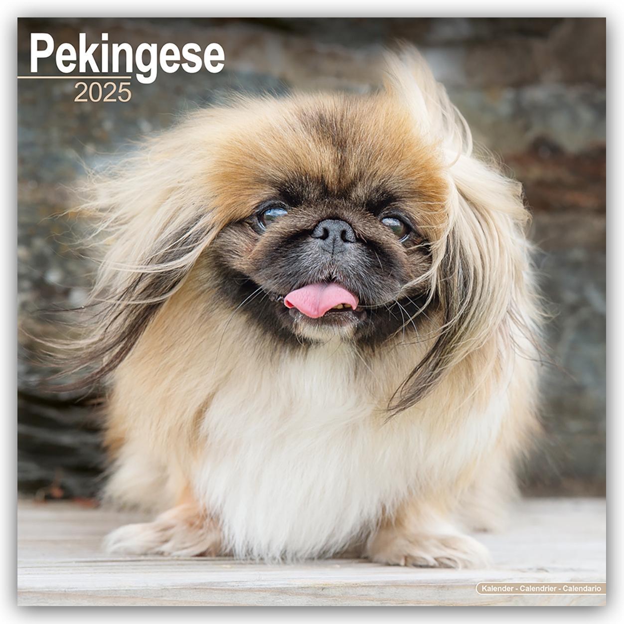 Cover: 9781804603741 | Pekingese - Pekinesen 2025 - 16-Monatskalender | Ltd | Kalender | 2025