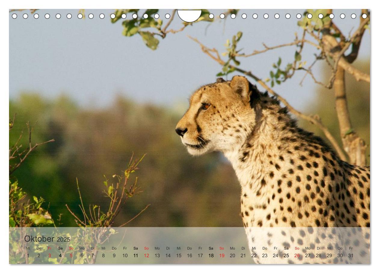 Bild: 9783435606573 | Afrikas schöne Tierwelt (Wandkalender 2025 DIN A4 quer), CALVENDO...