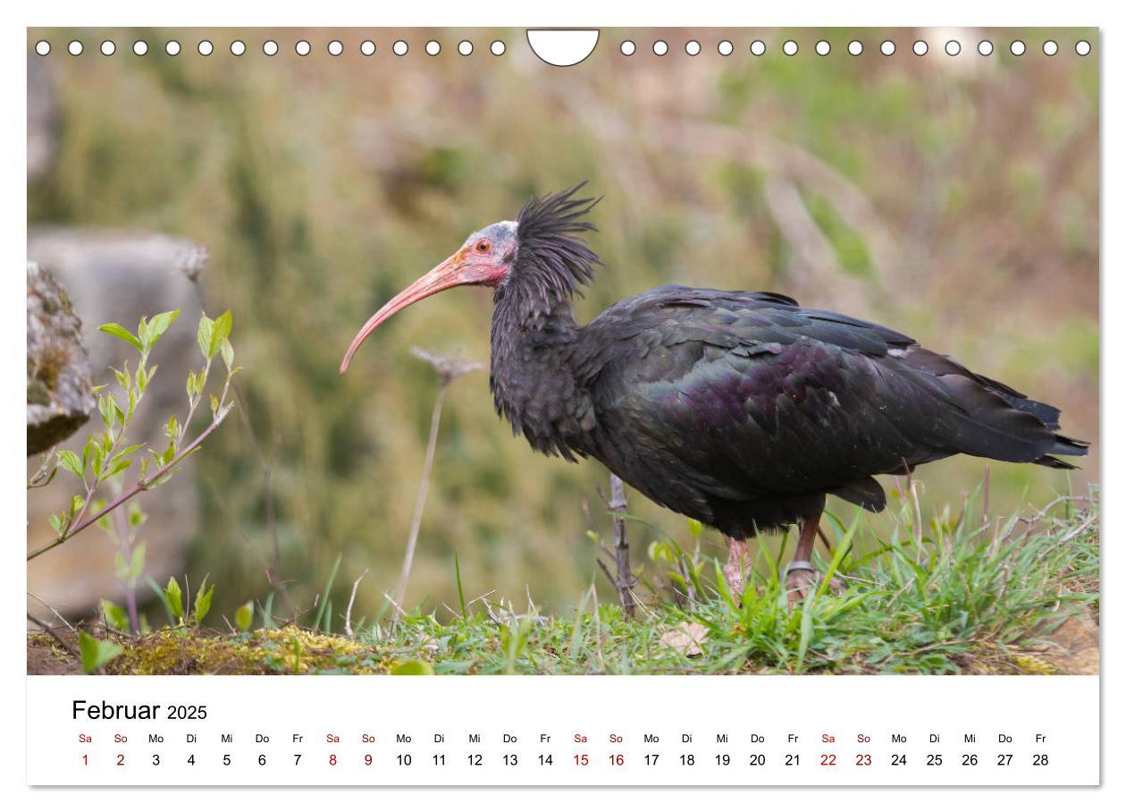 Bild: 9783435137046 | Der Waldrapp - Ein skurriler Vogel (Wandkalender 2025 DIN A4 quer),...