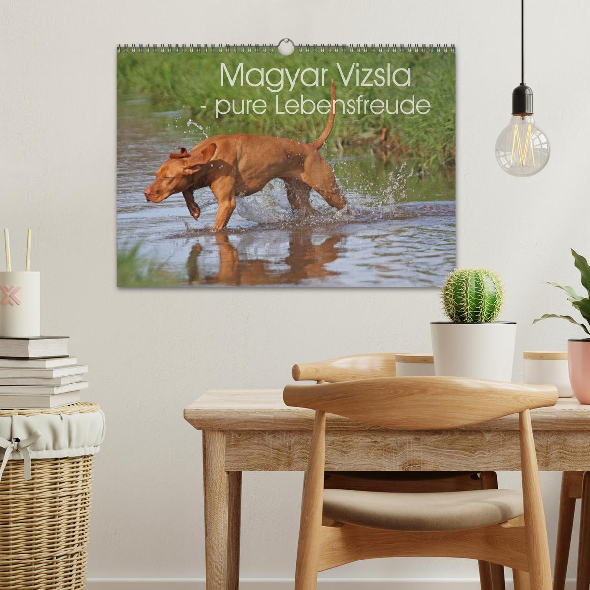 Bild: 9783435630356 | Magyar Vizsla - pure Lebensfreude (Wandkalender 2025 DIN A3 quer),...