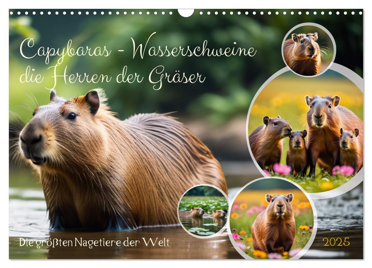 Cover: 9783457143780 | Capybaras - Wasserschweine die Herren der Gräser (Wandkalender 2025...