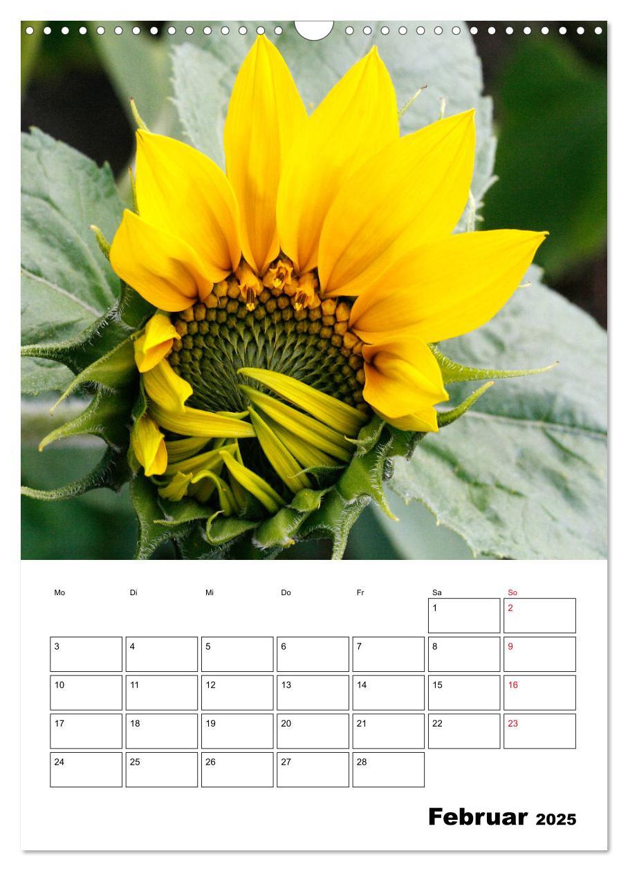 Bild: 9783435970483 | Leuchtende Sonnenblumen (Wandkalender 2025 DIN A3 hoch), CALVENDO...