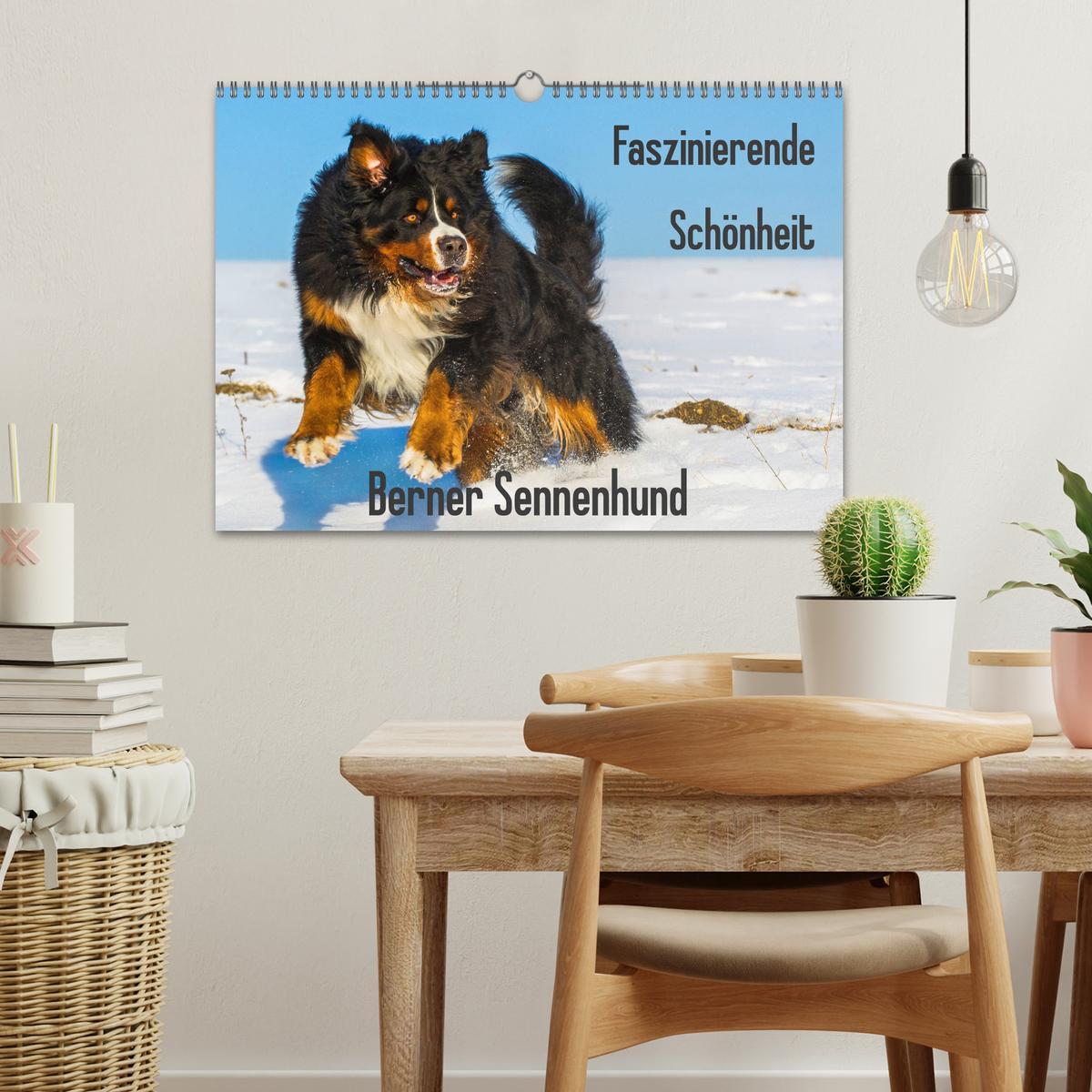 Bild: 9783435380800 | Faszinierende Schönheit Berner Sennenhund (Wandkalender 2025 DIN A3...