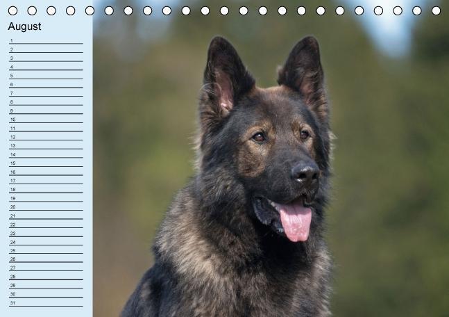 Bild: 9783660367836 | Der Schäferhunde-Geburtstagskalender (Tischkalender immerwährend...