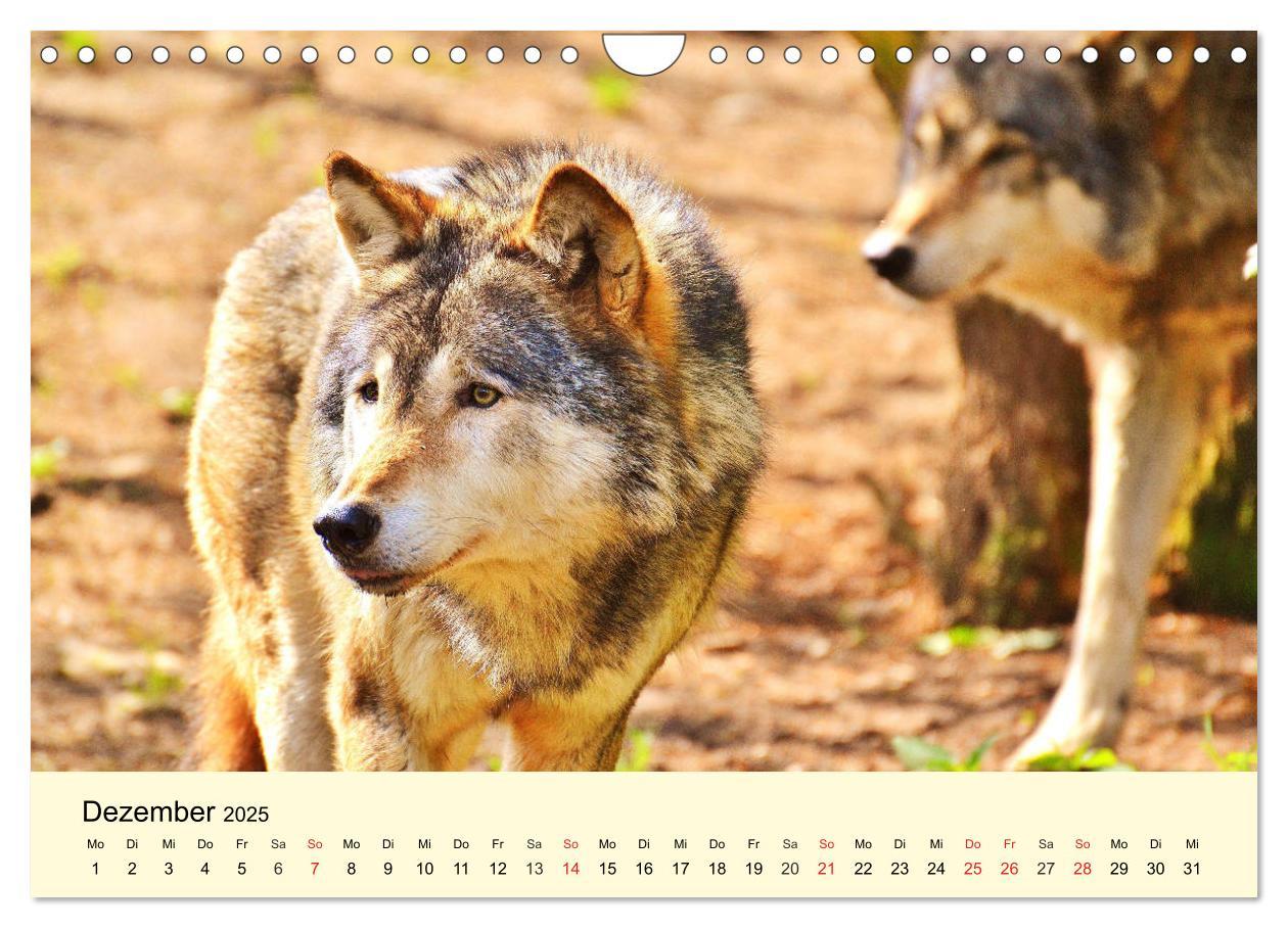 Bild: 9783435176588 | Scheue Wildtiere in heimischen Wäldern und Bergen (Wandkalender...