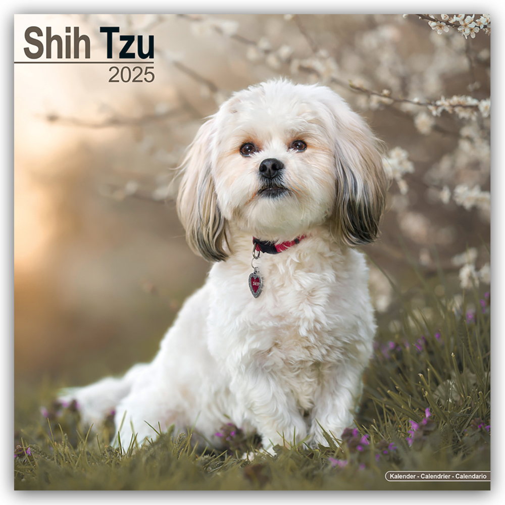 Cover: 9781804603918 | Shih Tzu 2025 - 16-Monatskalender | Avonside Publishing Ltd | Kalender