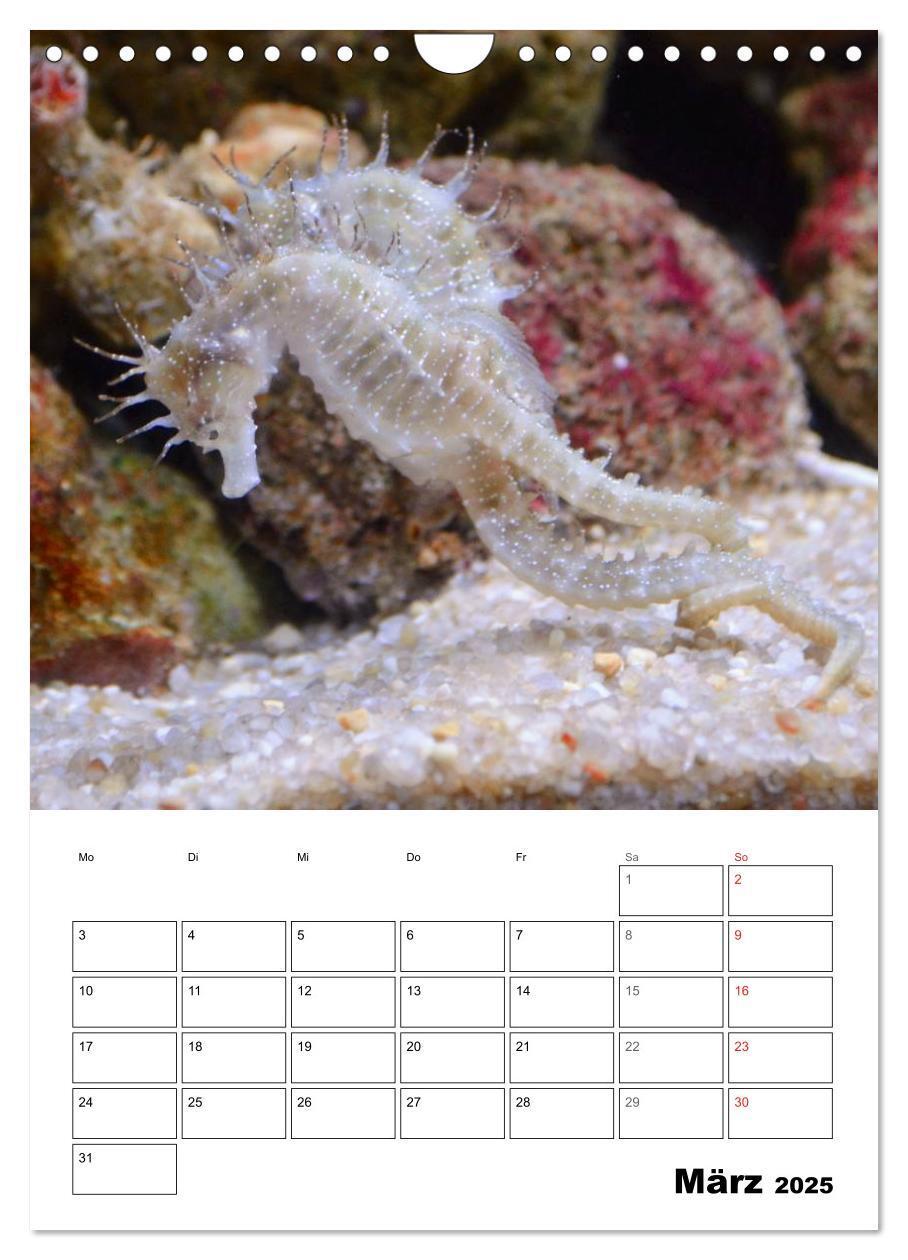 Bild: 9783457036006 | Zauberwelt. Fische, Korallen und Co. (Wandkalender 2025 DIN A4...