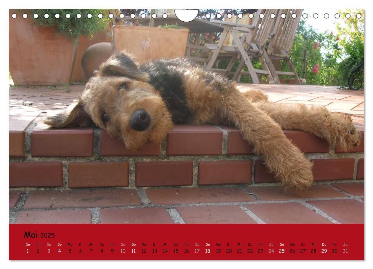 Bild: 9783435666003 | Airedale Terrier (Wandkalender 2025 DIN A4 quer), CALVENDO...