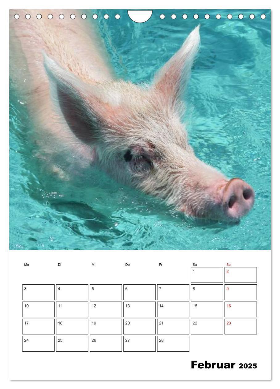 Bild: 9783457024799 | Schweine auf den Bahamas! (Wandkalender 2025 DIN A4 hoch), CALVENDO...