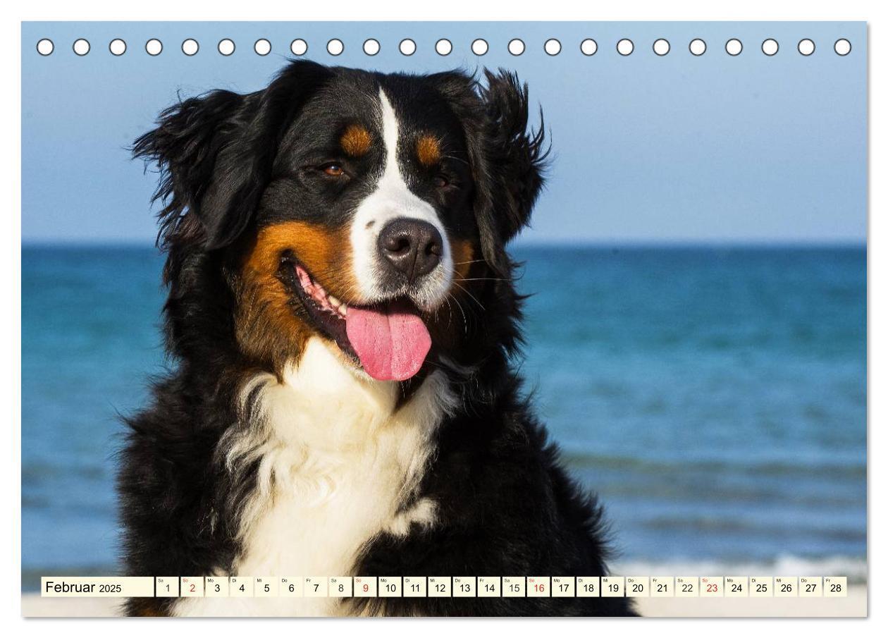 Bild: 9783435515783 | Berner Sennenhunde am Strand (Tischkalender 2025 DIN A5 quer),...