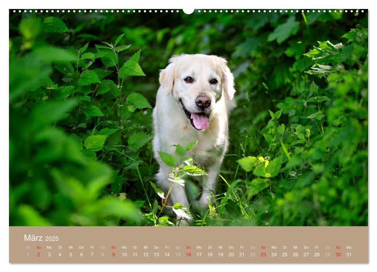 Bild: 9783435723942 | Golden Retriever (hochwertiger Premium Wandkalender 2025 DIN A2...