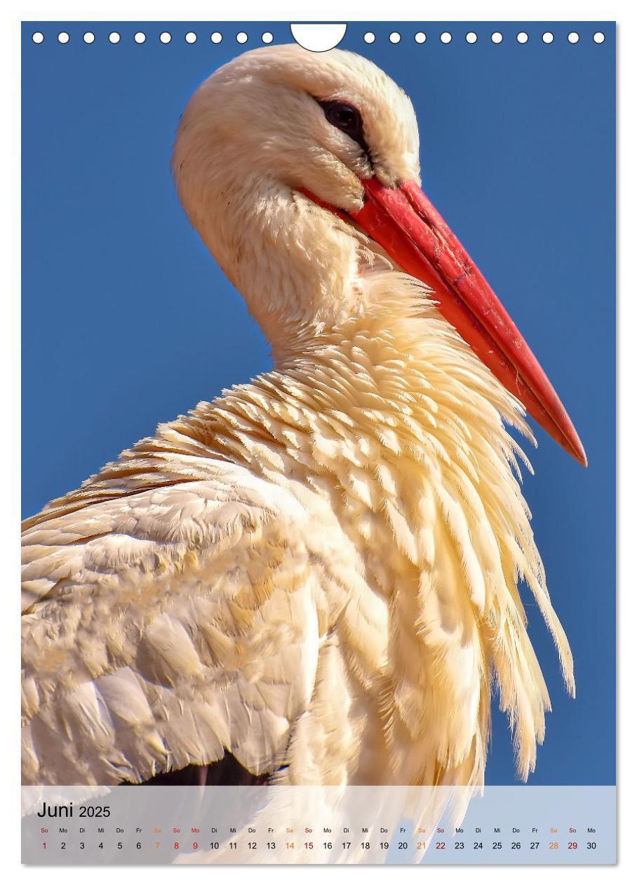 Bild: 9783435931316 | Vögel - gefiederte Freunde in unserer Natur (Wandkalender 2025 DIN...