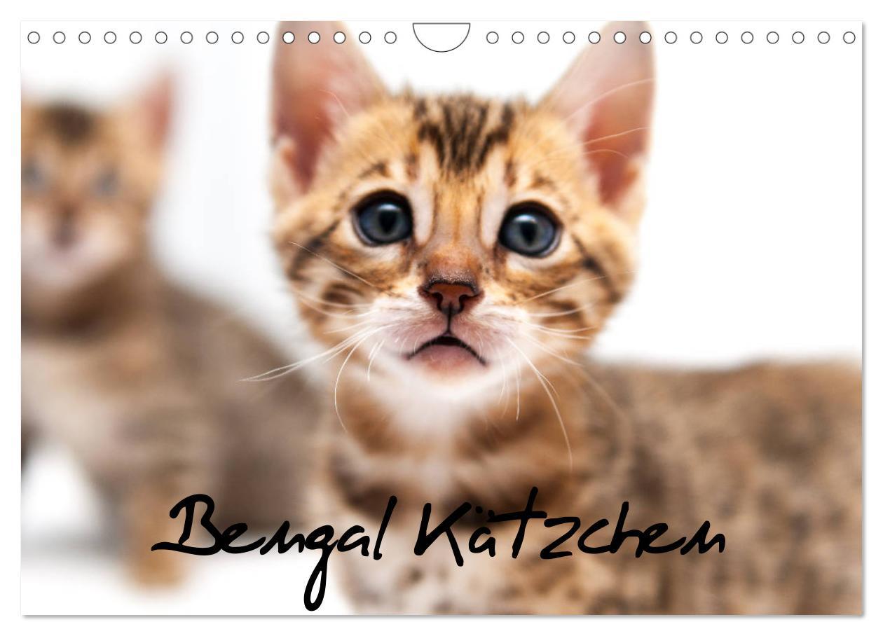 Cover: 9783435409143 | Bengal Kätzchen (Wandkalender 2025 DIN A4 quer), CALVENDO...