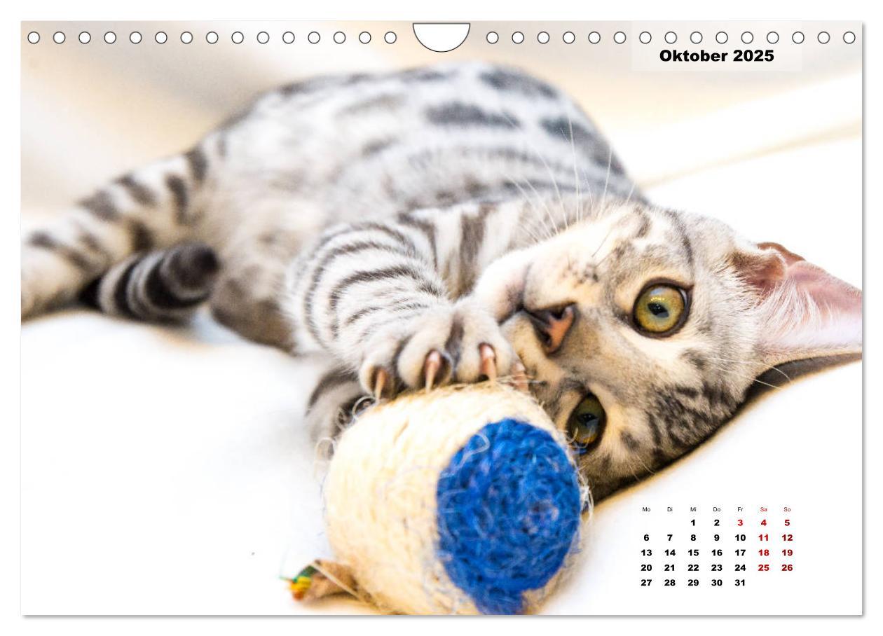 Bild: 9783435348527 | Bengal Kätzchen 2 (Wandkalender 2025 DIN A4 quer), CALVENDO...