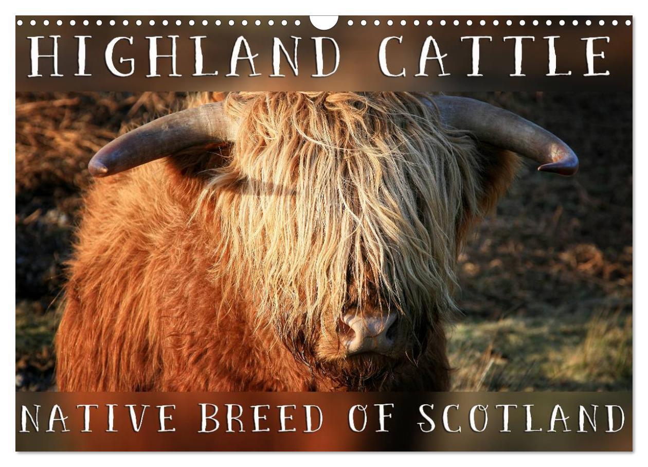 Cover: 9781325994229 | Highland Cattle - Native Breed of Scotland (Wall Calendar 2025 DIN...