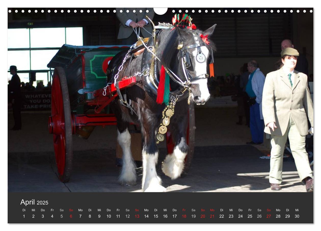 Bild: 9783435761708 | Shire Horse ¿ Prunkvolle Giganten (Wandkalender 2025 DIN A3 quer),...