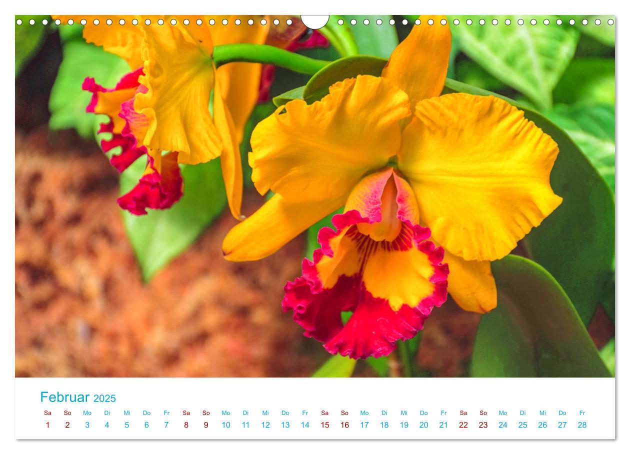 Bild: 9783435285501 | Die Königin der Blumenwelt, die Orchidee (Wandkalender 2025 DIN A3...