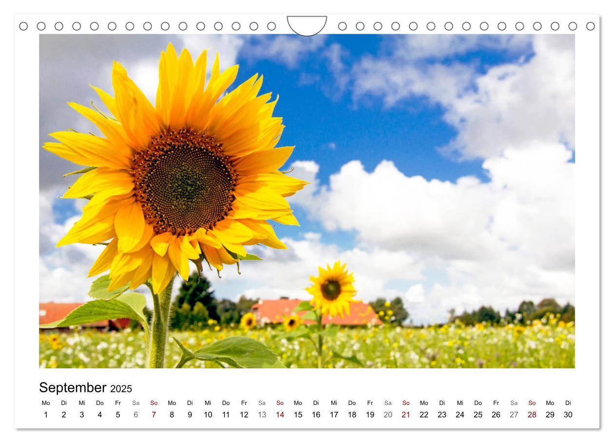 Bild: 9783435330225 | OSTFRIESLAND Weites Land hinterm Deich (Wandkalender 2025 DIN A4...