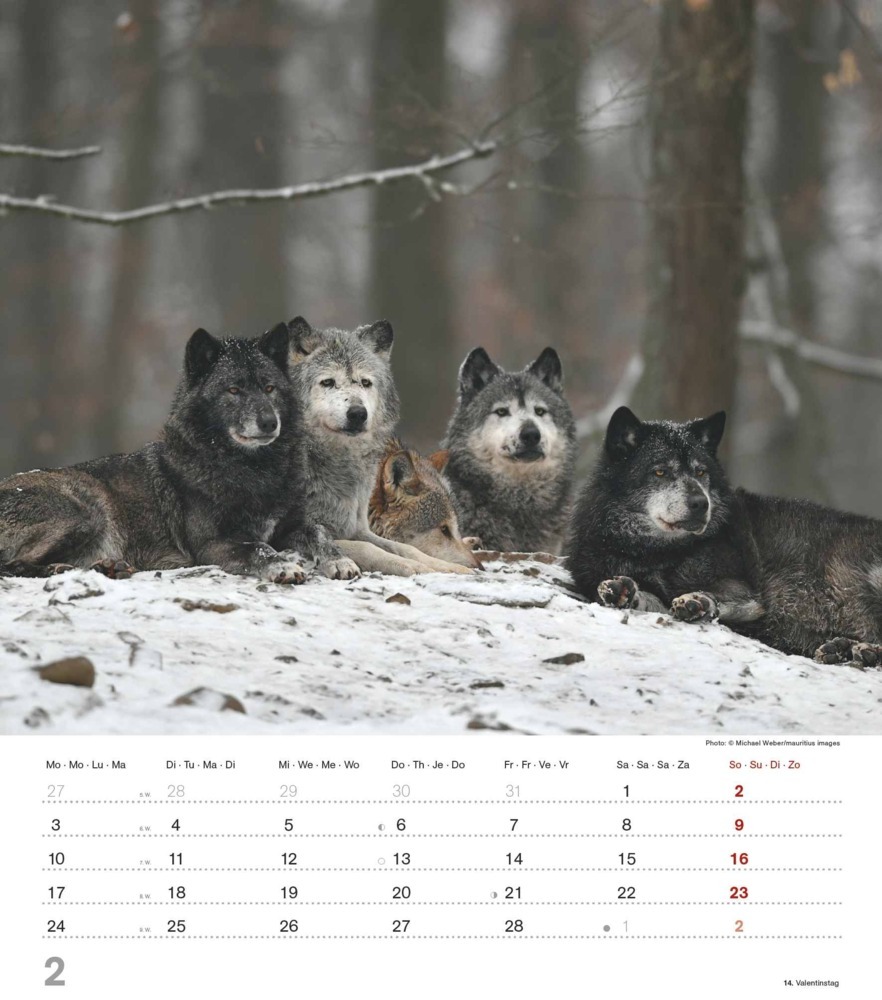 Bild: 4251732342166 | Alpha Edition - Mythos Wolf 2025 Bildkalender, 30,x34cm, Kalender...