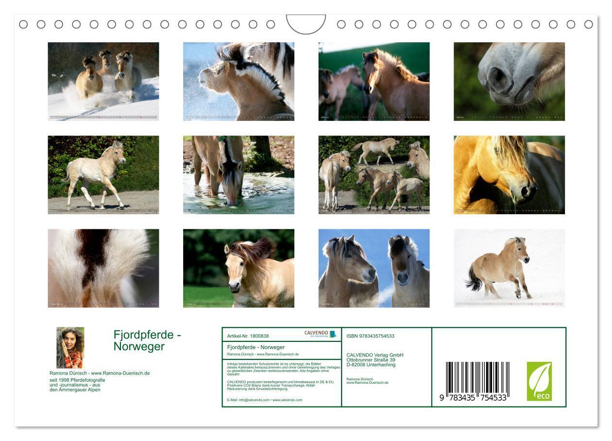 Bild: 9783435754533 | Fjordpferde - Norweger (Wandkalender 2025 DIN A4 quer), CALVENDO...