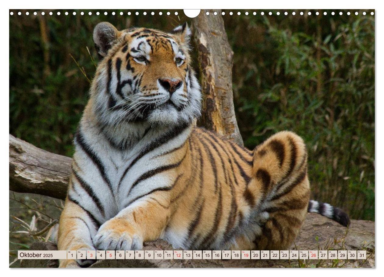 Bild: 9783435738533 | Tiger. Gestreift, wild u. schön (Wandkalender 2025 DIN A3 quer),...