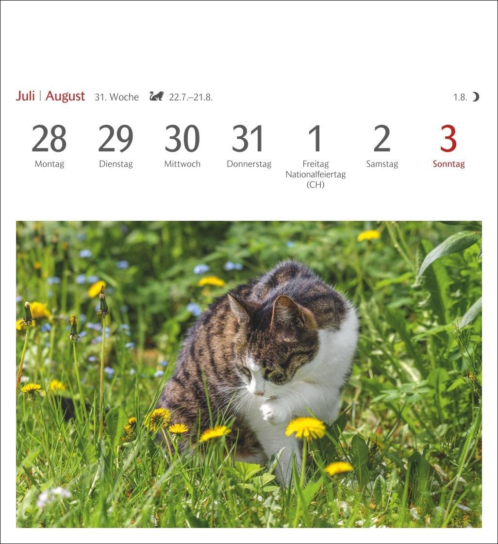 Bild: 9783840033490 | Katzen Postkartenkalender 2025 - Wochenkalender mit 53 Postkarten