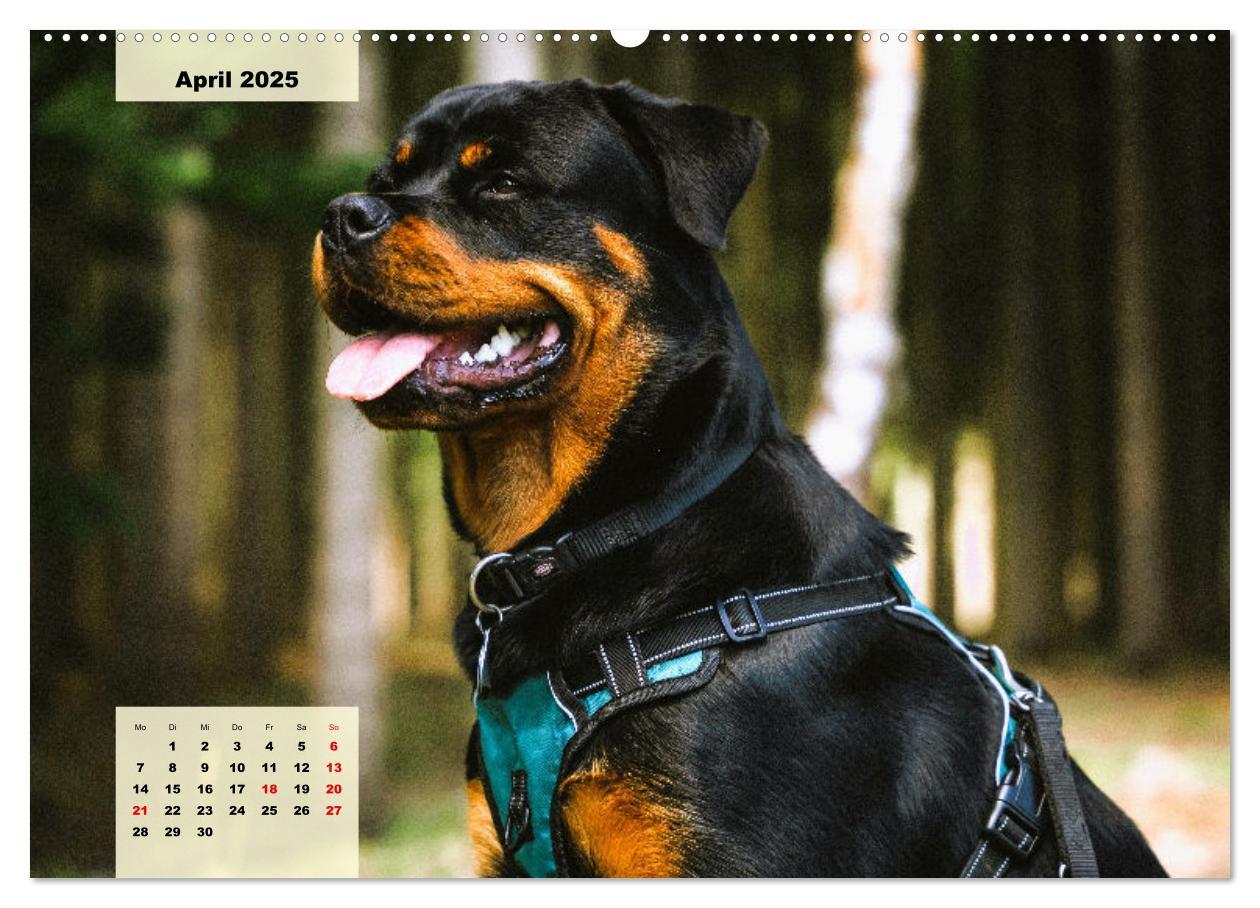 Bild: 9783383947841 | Mein Rottweiler. Nervenstarker Gebrauchs- und Begleithund...