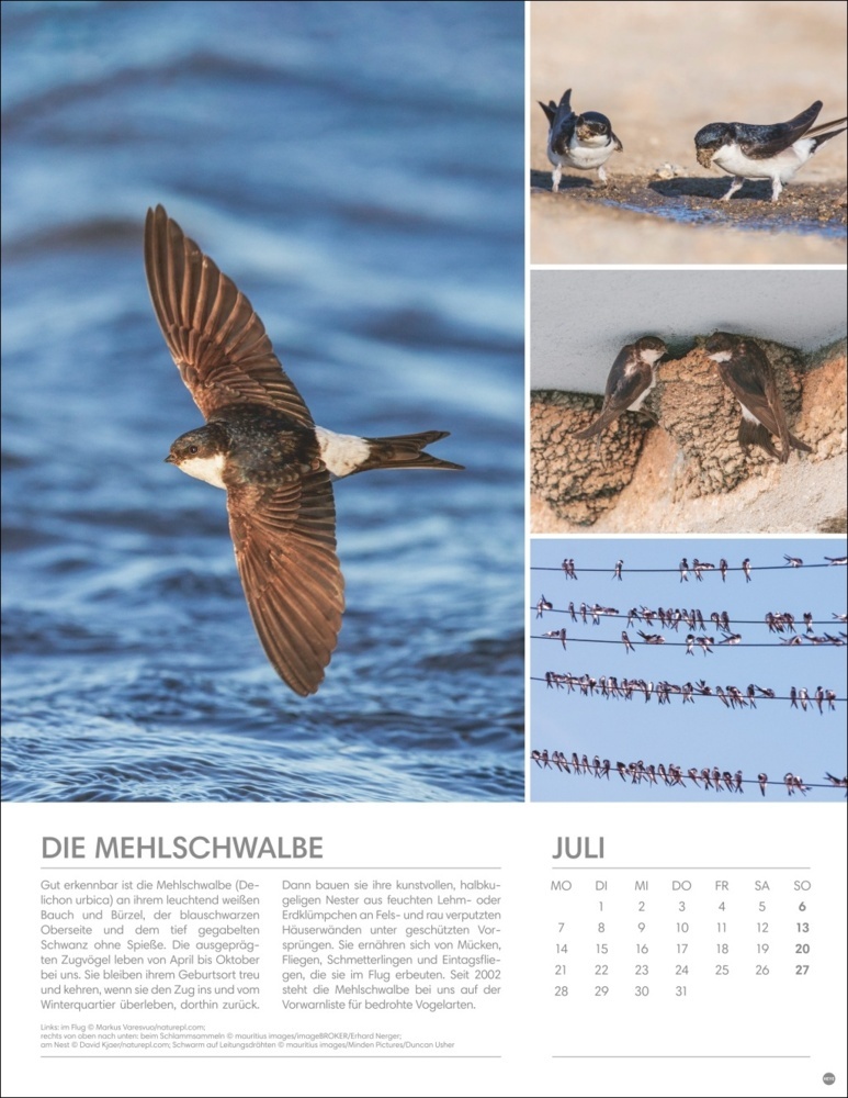 Bild: 9783756405336 | Vögel in unseren Gärten Posterkalender 2025 | Kalender | Spiralbindung