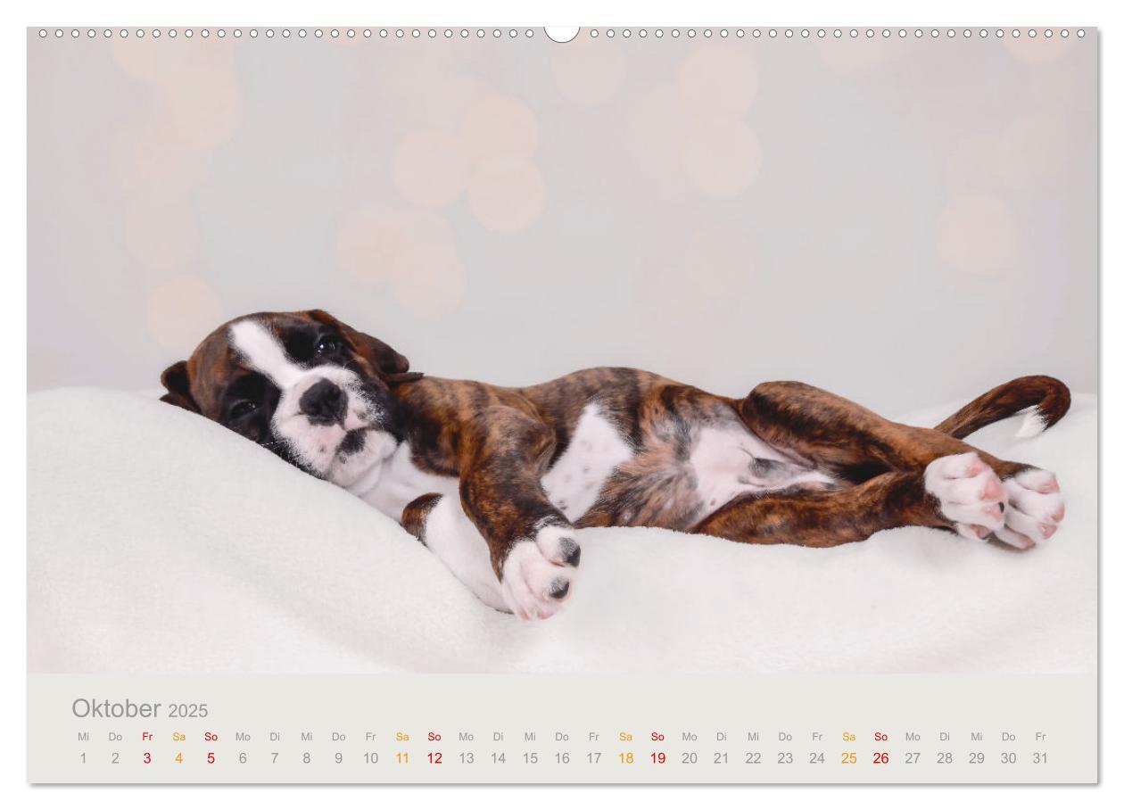 Bild: 9783457226179 | Boxer Welpen einfach zuckersüß (Wandkalender 2025 DIN A2 quer),...