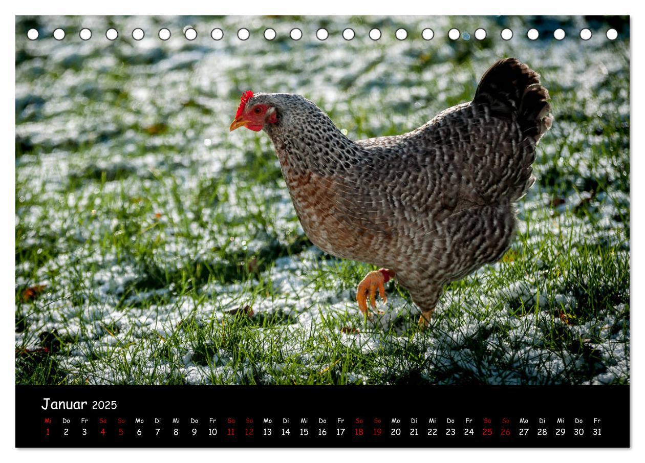 Bild: 9783435448142 | Neues von den Gartenhühnern (Tischkalender 2025 DIN A5 quer),...