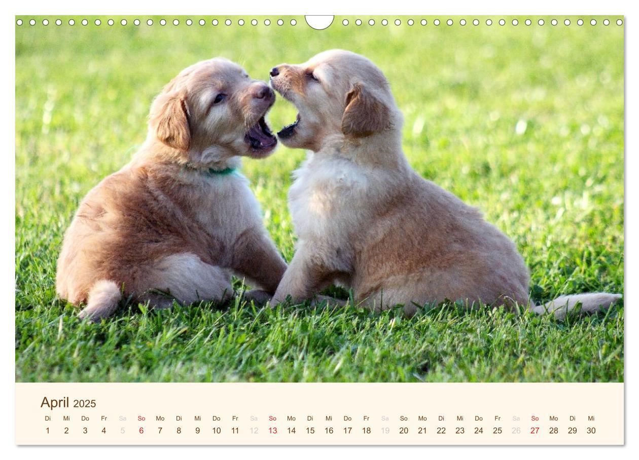 Bild: 9783435792573 | Hovawarte - einmal anders (Wandkalender 2025 DIN A3 quer), CALVENDO...