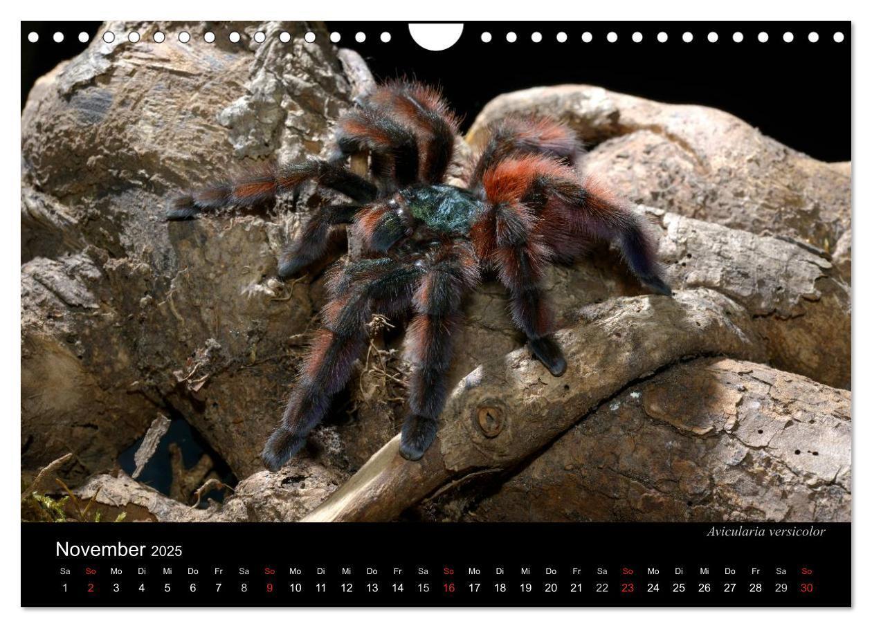 Bild: 9783435776313 | Vogelspinnen - Tarantulas (Wandkalender 2025 DIN A4 quer), CALVENDO...