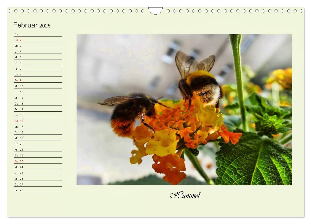 Bild: 9783435521821 | Blaue Holzbiene ¿ Hummel ¿ und Taubenschwänzchen. (Wandkalender...