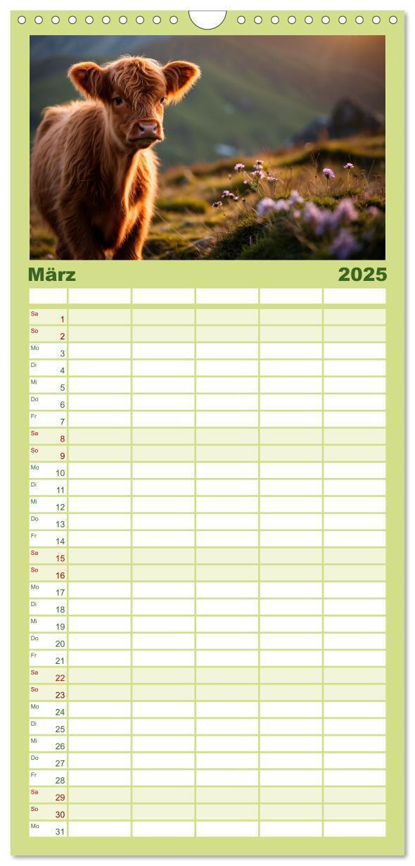 Bild: 9783457135563 | Familienplaner 2025 - Highland Kühe mit 5 Spalten (Wandkalender, 21...