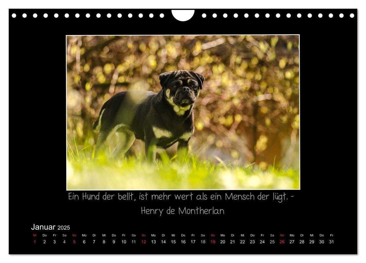 Bild: 9783435713837 | Möpse 2025 (Wandkalender 2025 DIN A4 quer), CALVENDO Monatskalender