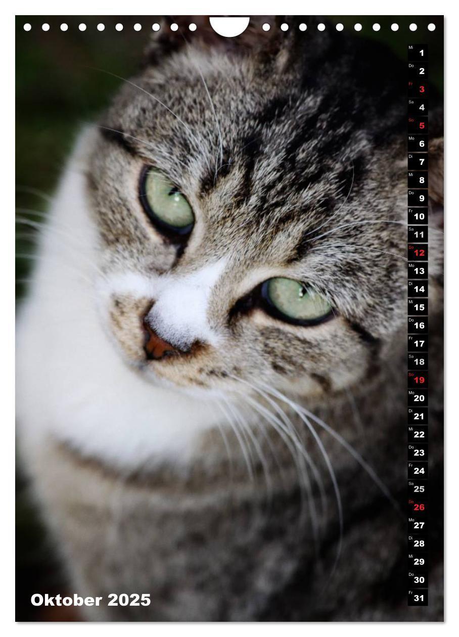 Bild: 9783457087084 | Istanbuls Katzen (Wandkalender 2025 DIN A4 hoch), CALVENDO...