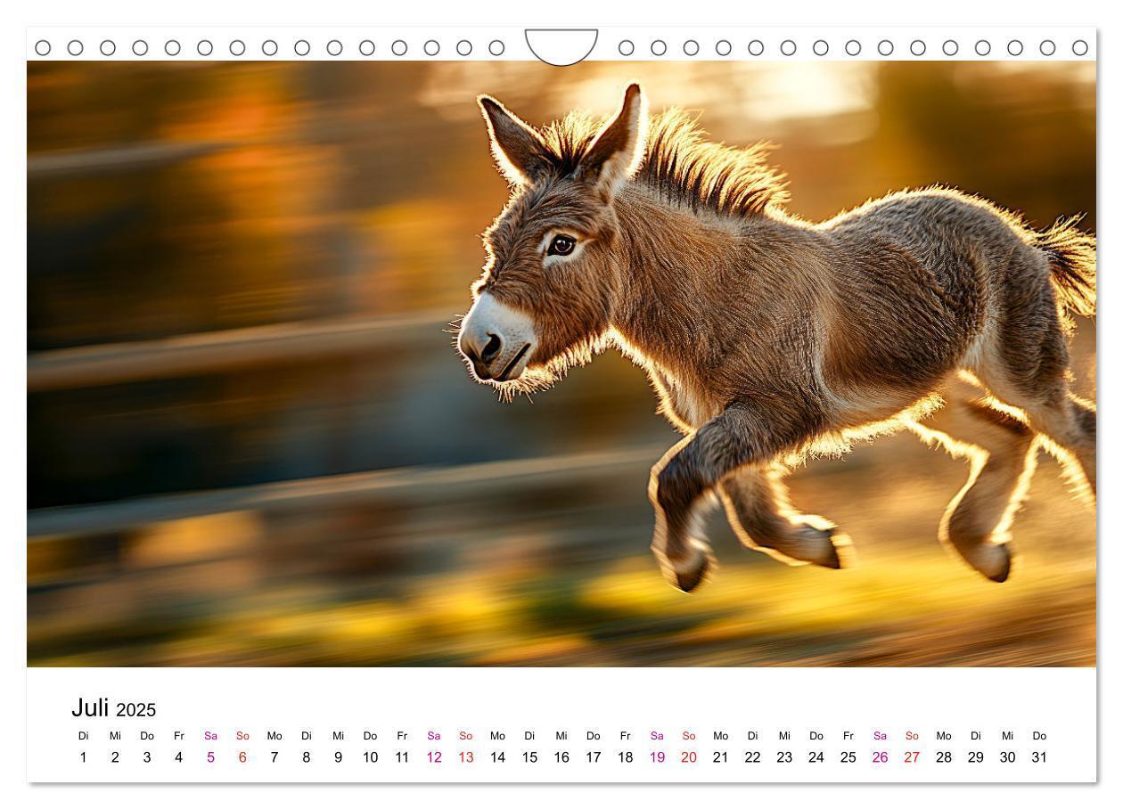 Bild: 9783457215111 | Esel - neugierige Typen (Wandkalender 2025 DIN A4 quer), CALVENDO...