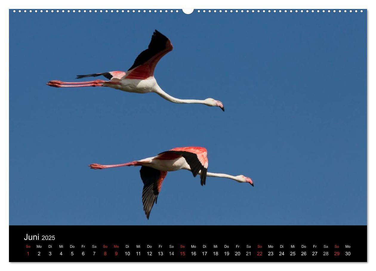 Bild: 9783435674473 | Flamingos der Camargue 2025 (Wandkalender 2025 DIN A2 quer),...