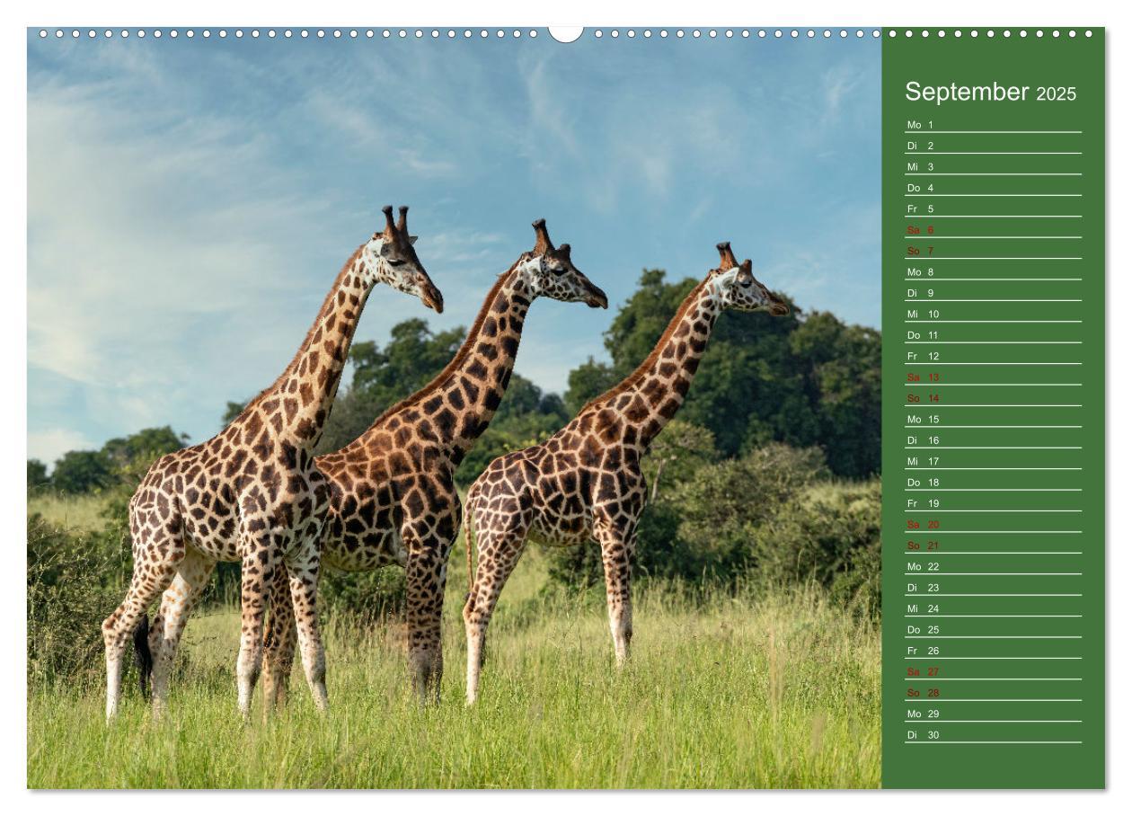 Bild: 9783383973697 | UGANDA - Perle Afrikas (Wandkalender 2025 DIN A2 quer), CALVENDO...