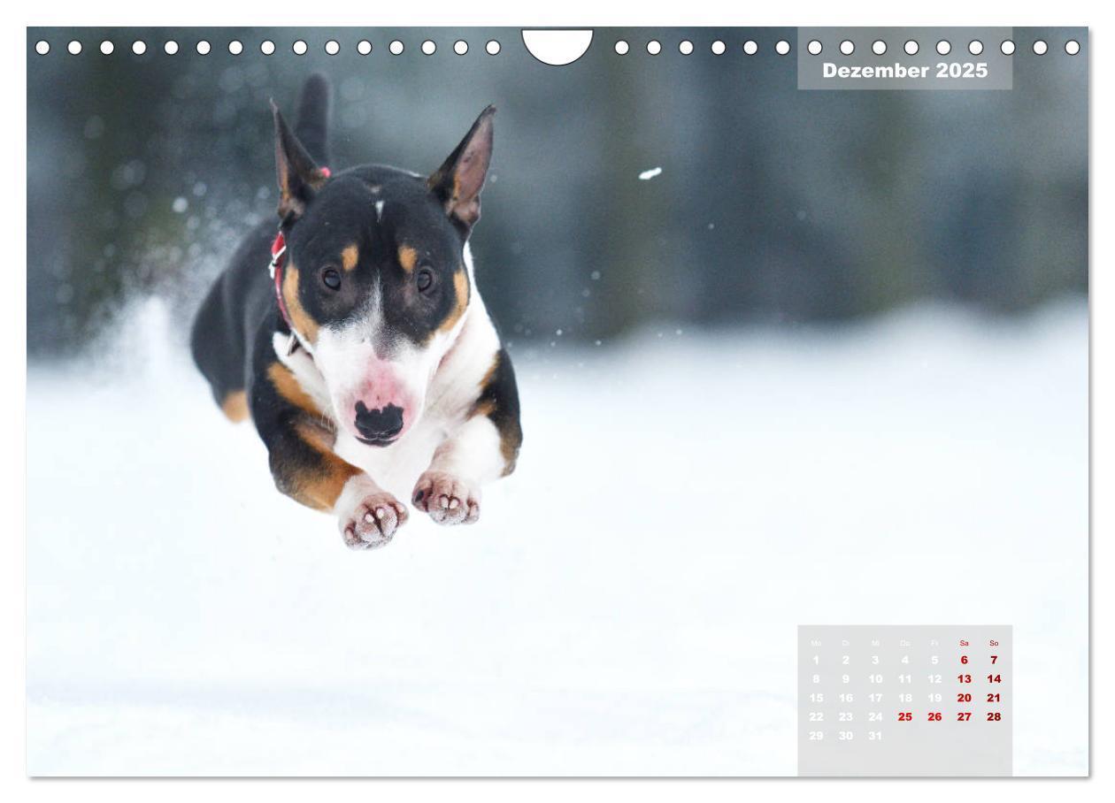 Bild: 9783435341559 | Bullterrier 2025 Frech und fröhlich durch das Jahr (Wandkalender...