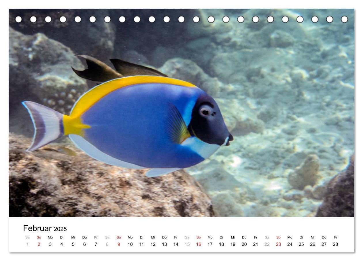 Bild: 9783435808144 | Unterwasserwelt der Malediven I (Tischkalender 2025 DIN A5 quer),...