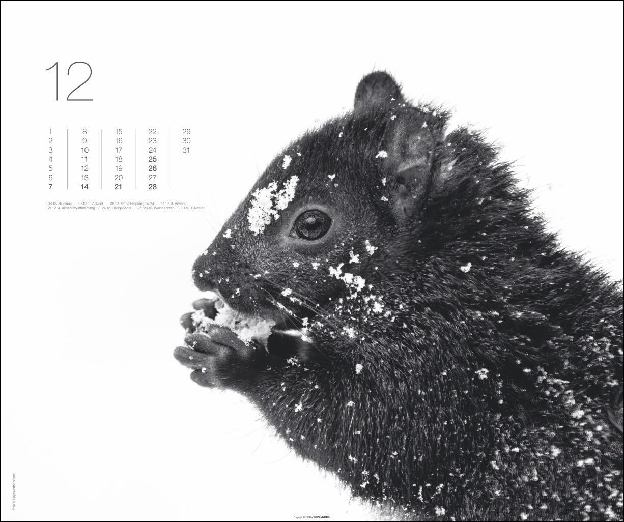 Bild: 9783839901328 | Black &amp; White Animals 2025 | Kalender | Spiralbindung | 14 S. | 2025