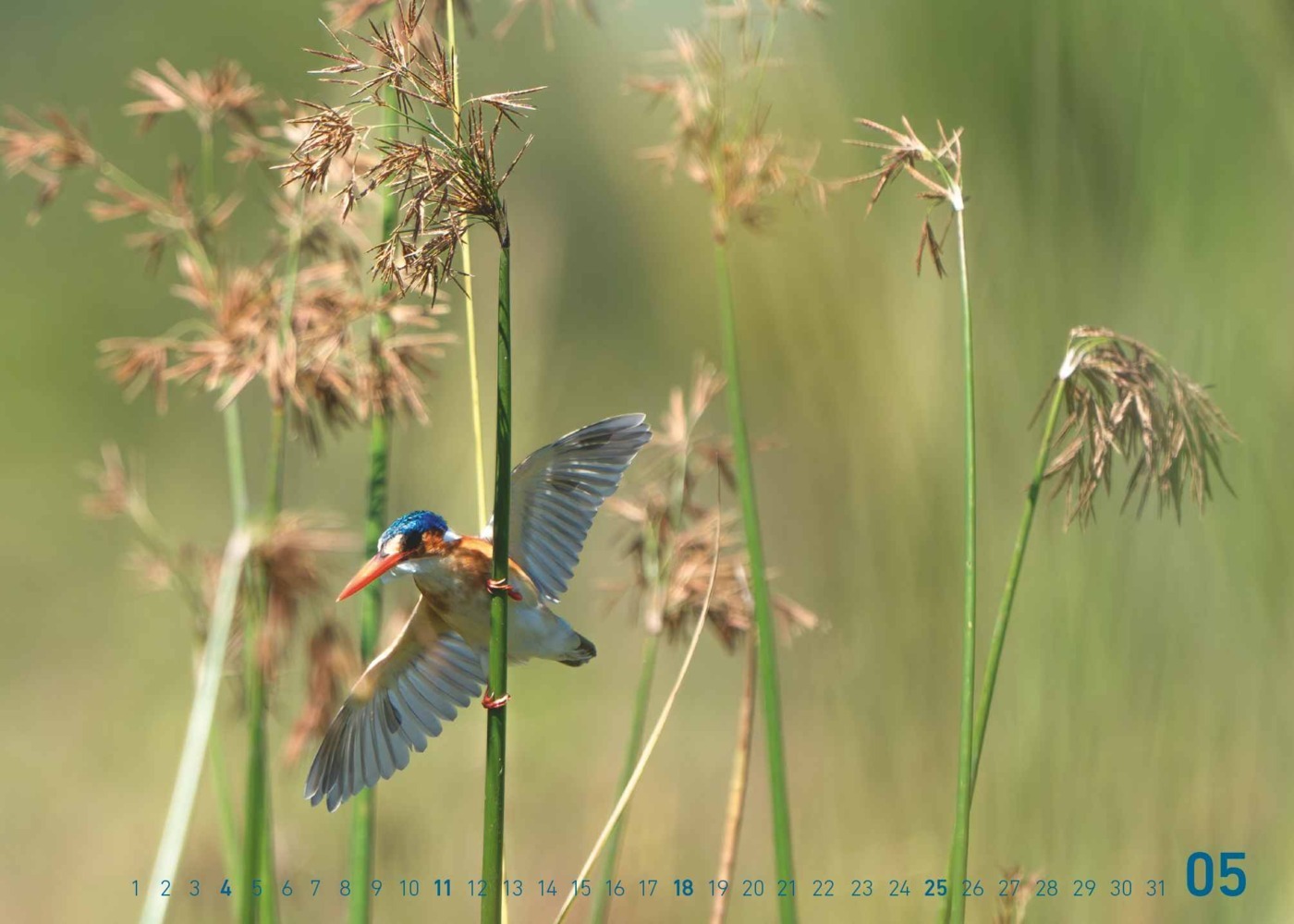 Bild: 4002725995445 | teNeues - Fabian Kahl: Safari im Herzen 2025 Wandkalender, 70x50cm,...