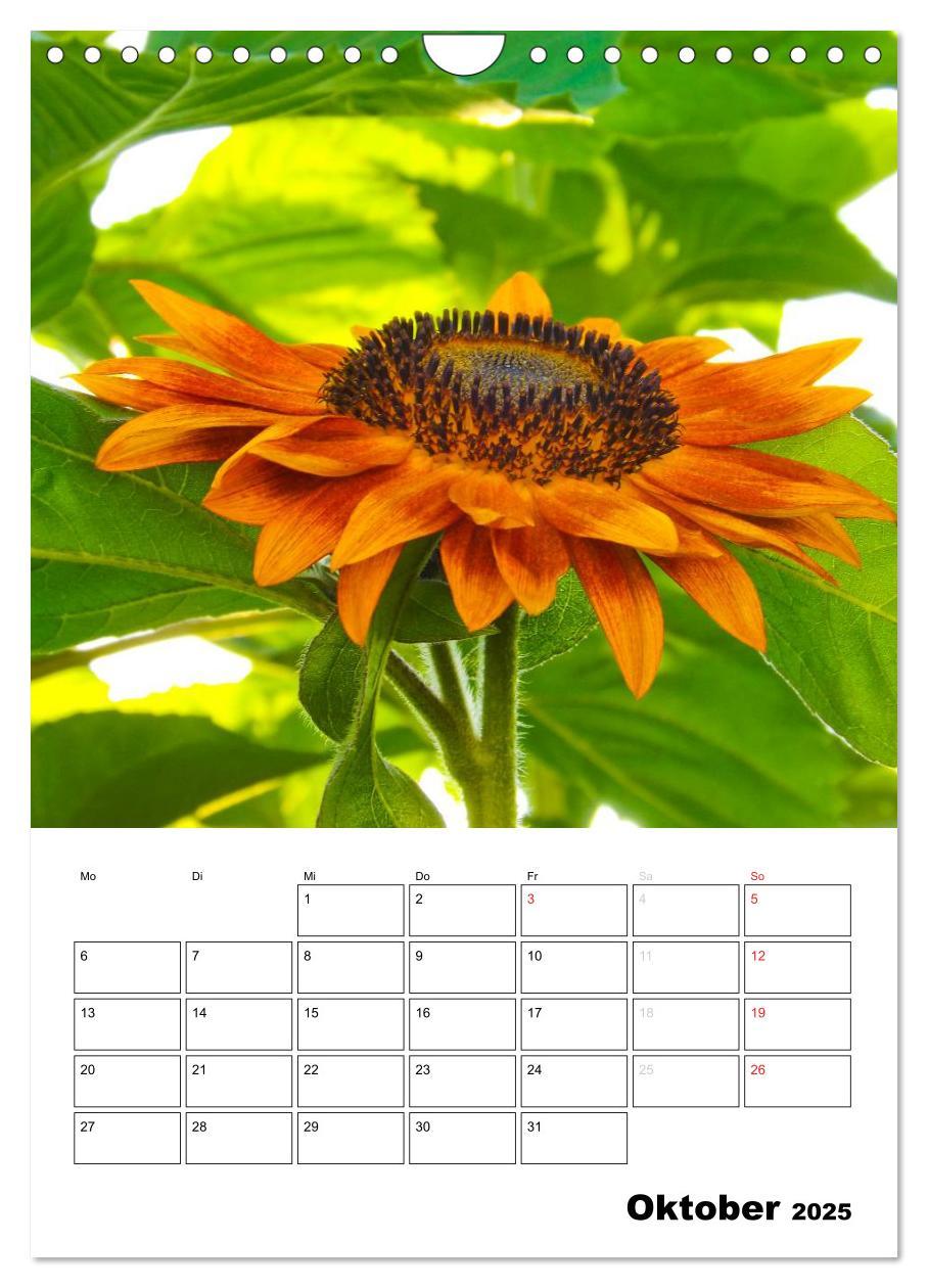 Bild: 9783457005170 | Strahlende Sonnenblumen (Wandkalender 2025 DIN A4 hoch), CALVENDO...