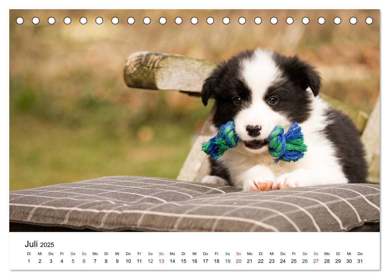 Bild: 9783435615322 | Pfotastische Border Collie Welpen (Tischkalender 2025 DIN A5 quer),...