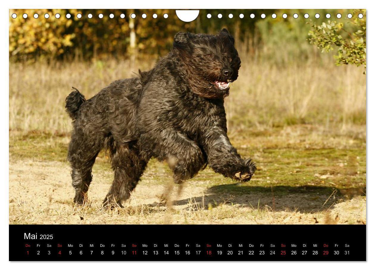 Bild: 9783435748402 | Bouvier des Flandres (Wandkalender 2025 DIN A4 quer), CALVENDO...