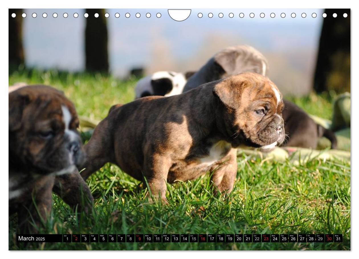 Bild: 9781325965977 | Bulldogs - Old English Bulldog Puppies (Wall Calendar 2025 DIN A4...