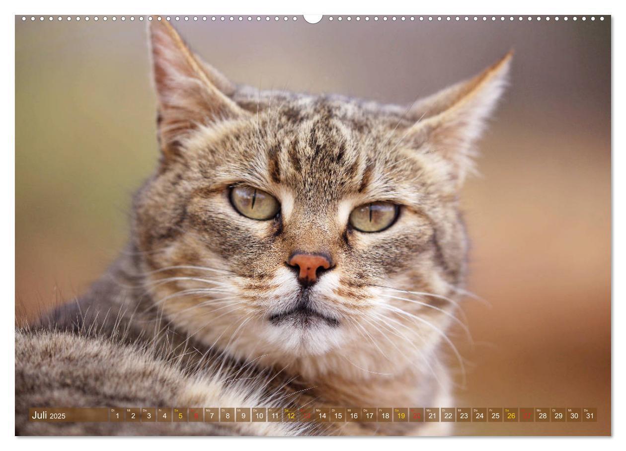 Bild: 9783435698332 | Katzen Afrikas (Wandkalender 2025 DIN A2 quer), CALVENDO...