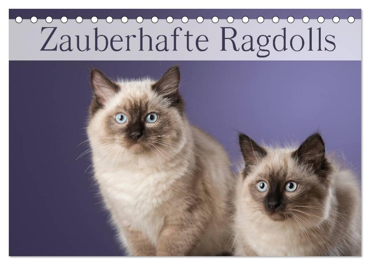 Cover: 9783435723751 | Zauberhafte Ragdolls / Geburtstagskalender (Tischkalender 2025 DIN...